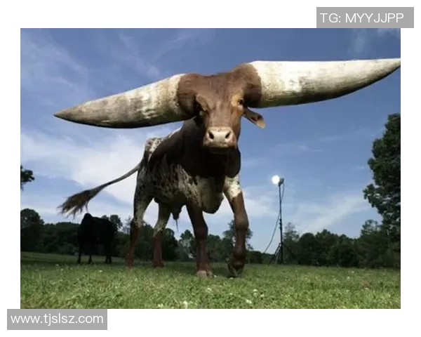 你不知道的公牛世界：十大鲜为人知的冷知识大揭秘